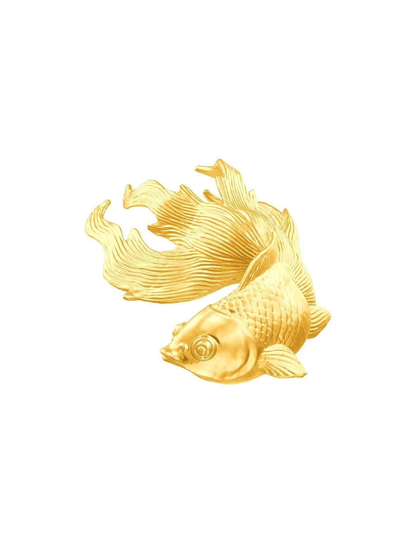 Cá vàng sung túc cỡ lớn